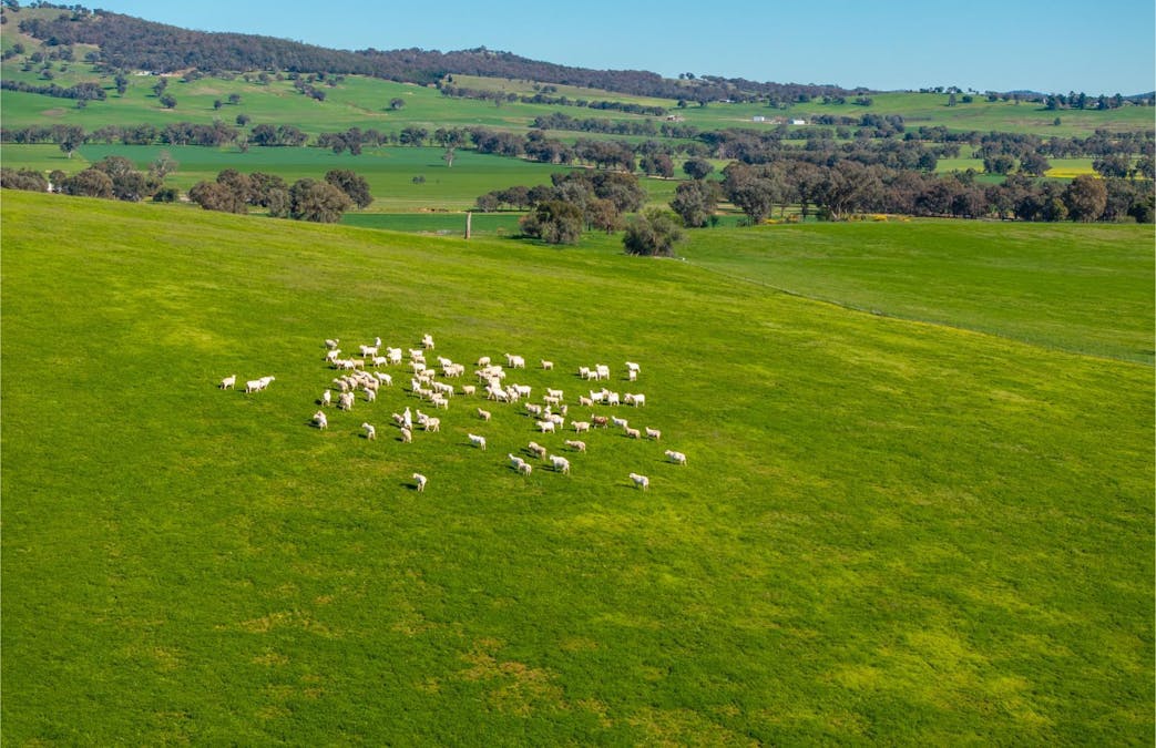 272 Bulloc Hill Road, Mangoplah, NSW, 2652 - Image 9