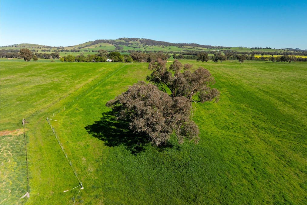 272 Bulloc Hill Road, Mangoplah, NSW, 2652 - Image 12