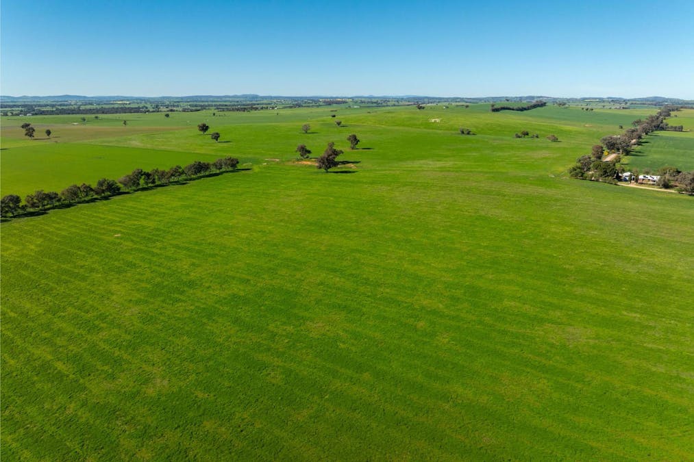 272 Bulloc Hill Road, Mangoplah, NSW, 2652 - Image 13