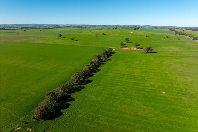 272 Bulloc Hill Road, Mangoplah, NSW, 2652 - Image 1