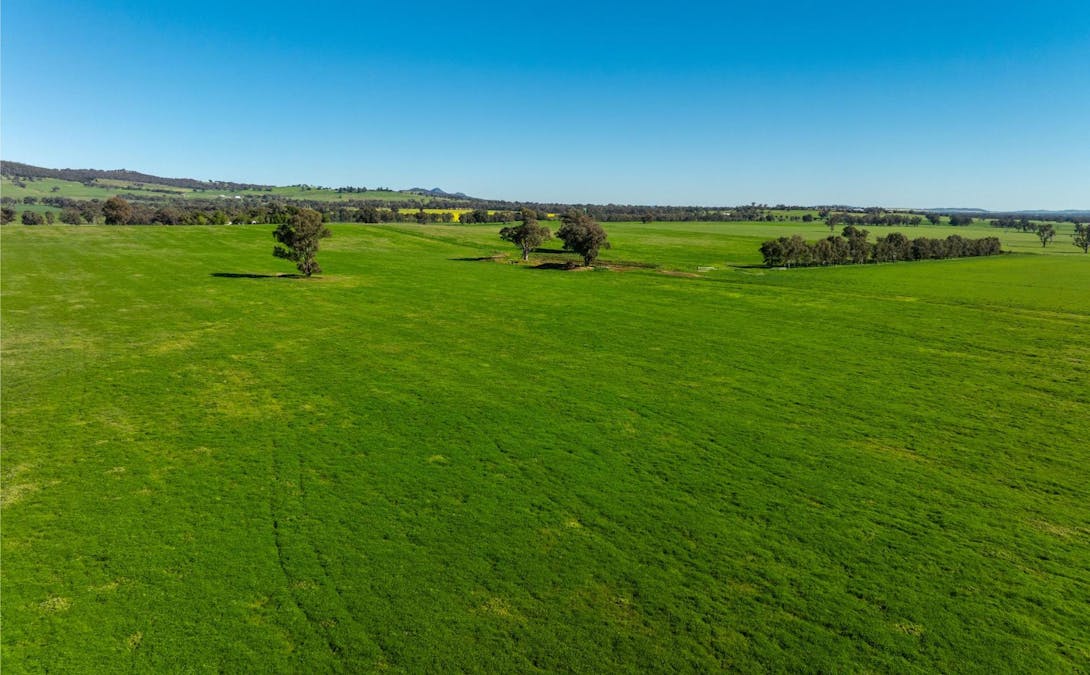 272 Bulloc Hill Road, Mangoplah, NSW, 2652 - Image 15