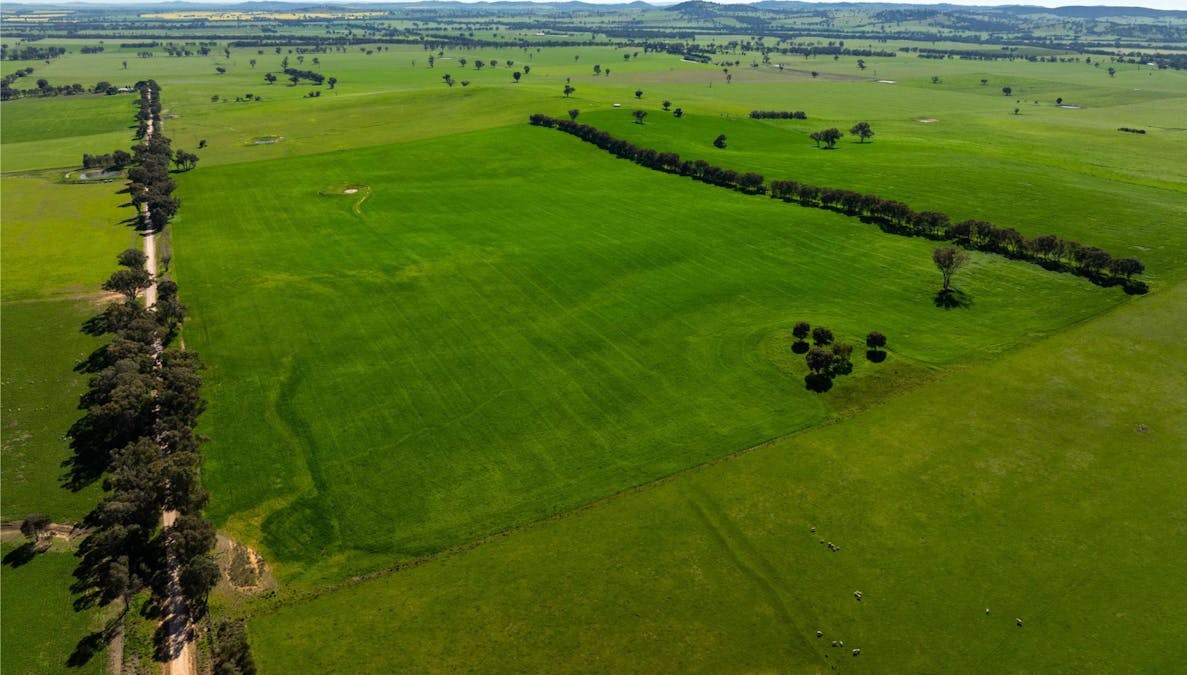 272 Bulloc Hill Road, Mangoplah, NSW, 2652 - Image 16
