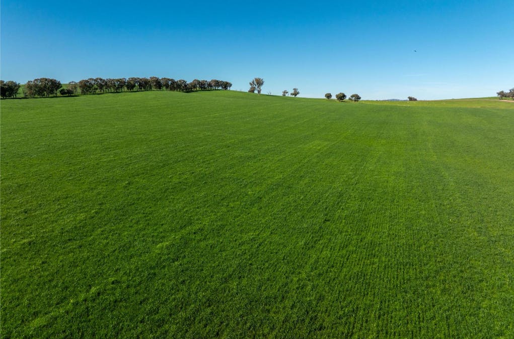272 Bulloc Hill Road, Mangoplah, NSW, 2652 - Image 18