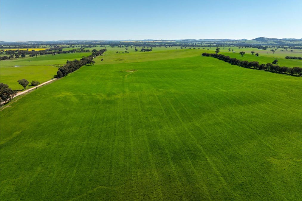 272 Bulloc Hill Road, Mangoplah, NSW, 2652 - Image 19