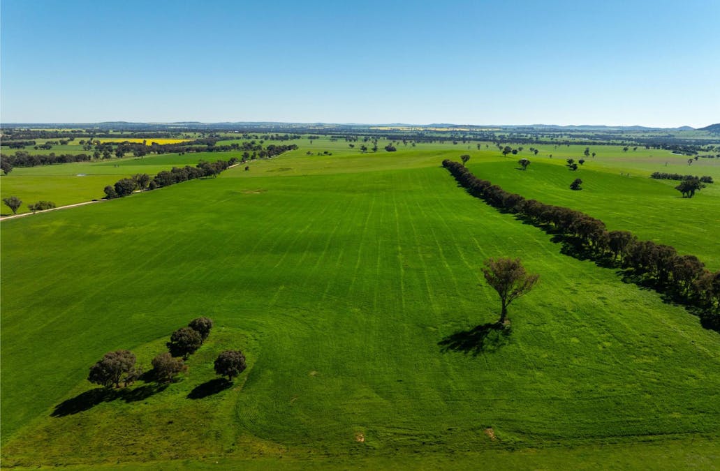 272 Bulloc Hill Road, Mangoplah, NSW, 2652 - Image 20
