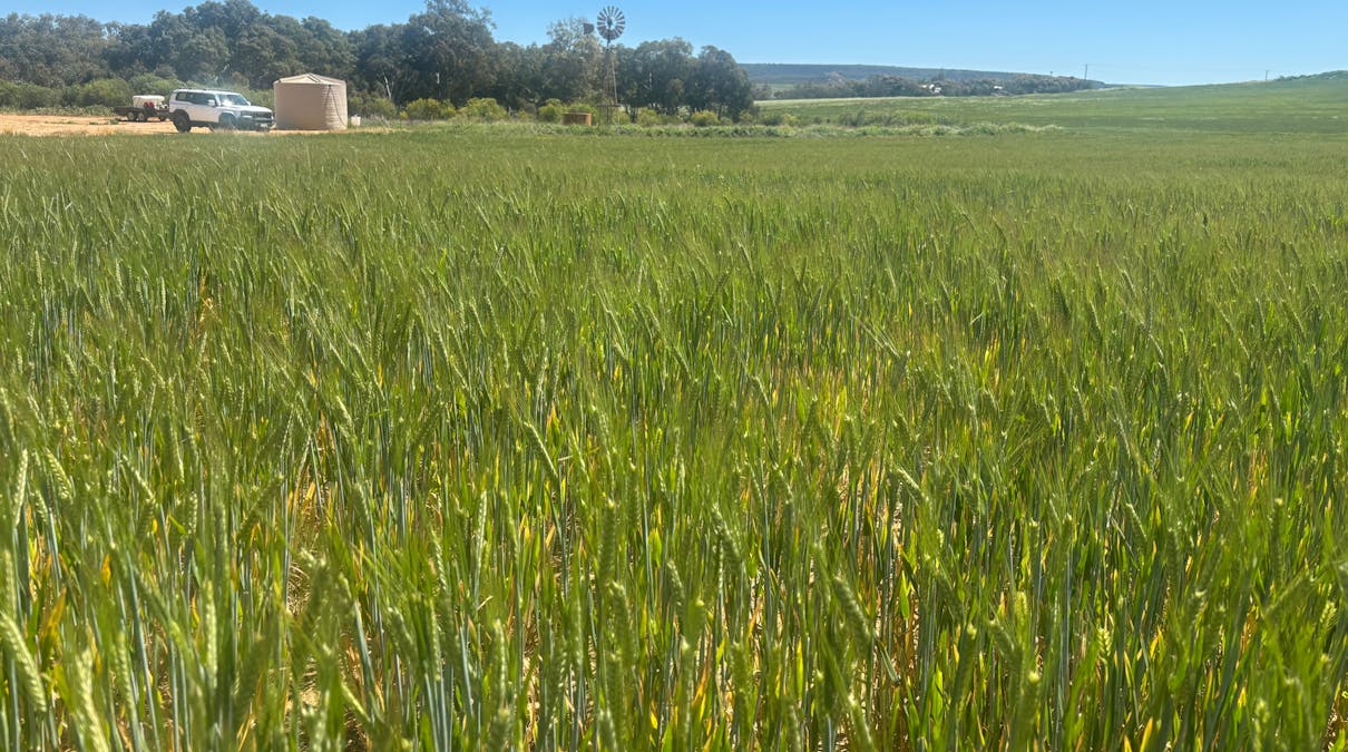 9500 Chapman Valley Road, Narra Tarra, WA, 6532 - Image 7