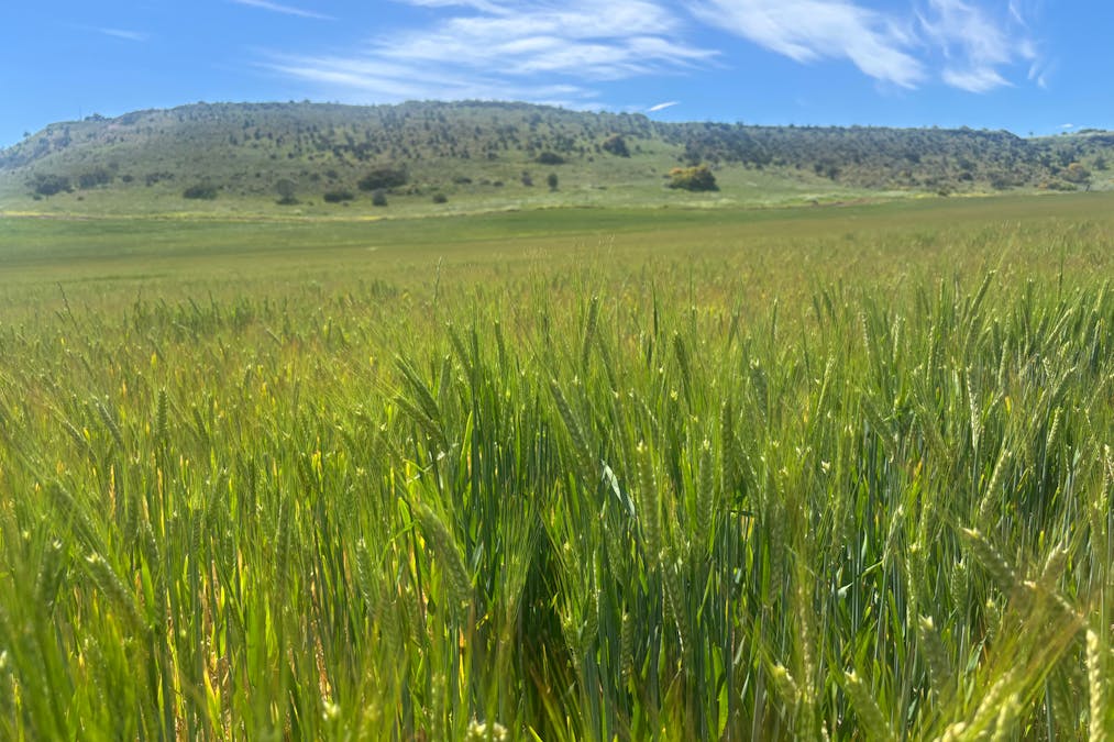 9500 Chapman Valley Road, Narra Tarra, WA, 6532 - Image 9