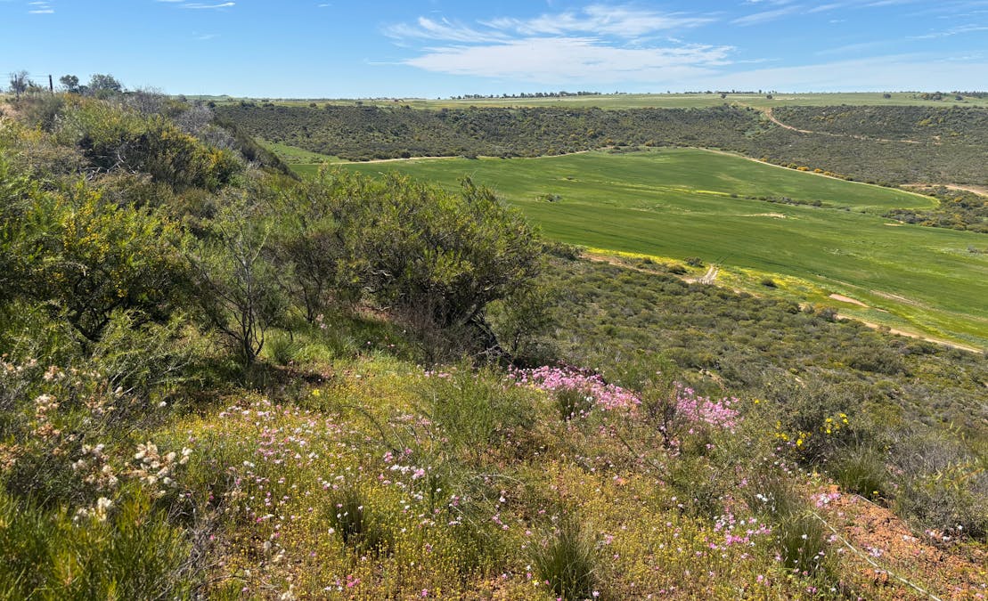 9500 Chapman Valley Road, Narra Tarra, WA, 6532 - Image 12