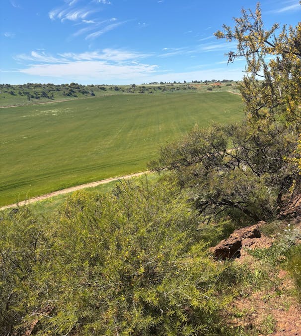 9500 Chapman Valley Road, Narra Tarra, WA, 6532 - Image 14