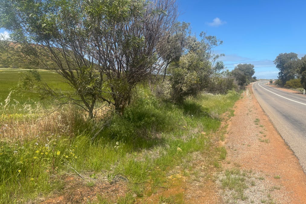 9500 Chapman Valley Road, Narra Tarra, WA, 6532 - Image 3