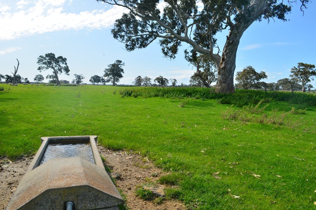 Lot 894 Mount McIntyre Road, Kalangadoo, SA, 5278 - Image 8