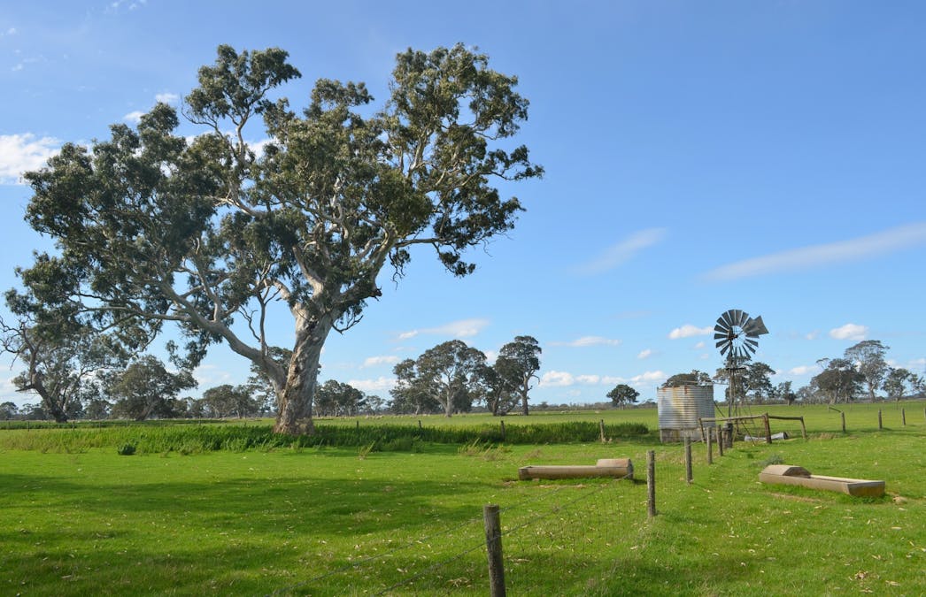Lot 894 Mount McIntyre Road, Kalangadoo, SA, 5278 - Image 5