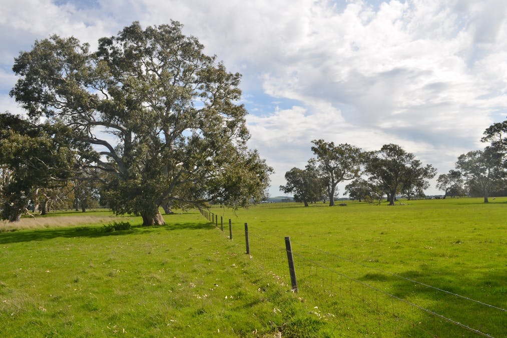 Lot 894 Mount McIntyre Road, Kalangadoo, SA, 5278 - Image 6