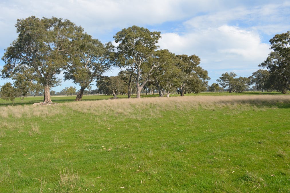 Lot 894 Mount McIntyre Road, Kalangadoo, SA, 5278 - Image 4