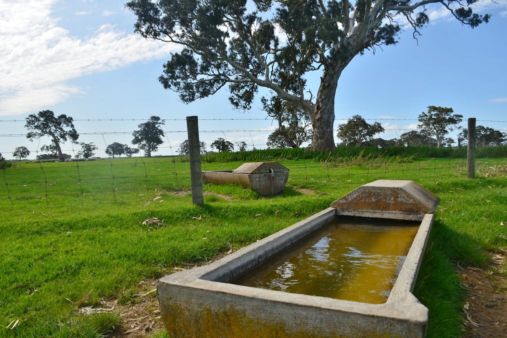 Lot 894 Mount McIntyre Road, Kalangadoo, SA, 5278 - Image 7
