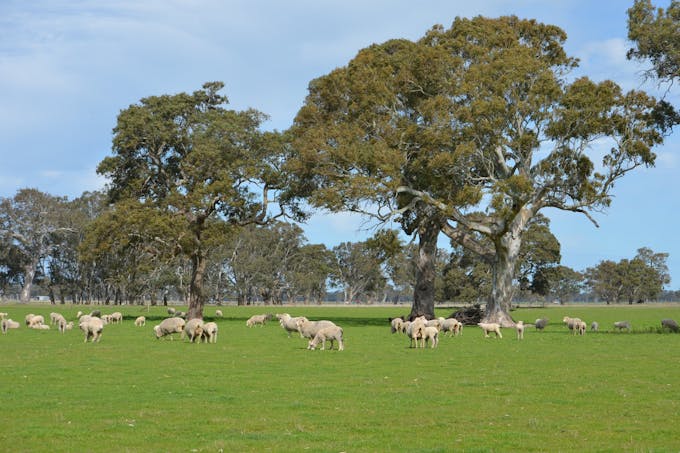 Lot 894 Mount McIntyre Road, Kalangadoo, SA, 5278 - Image 1