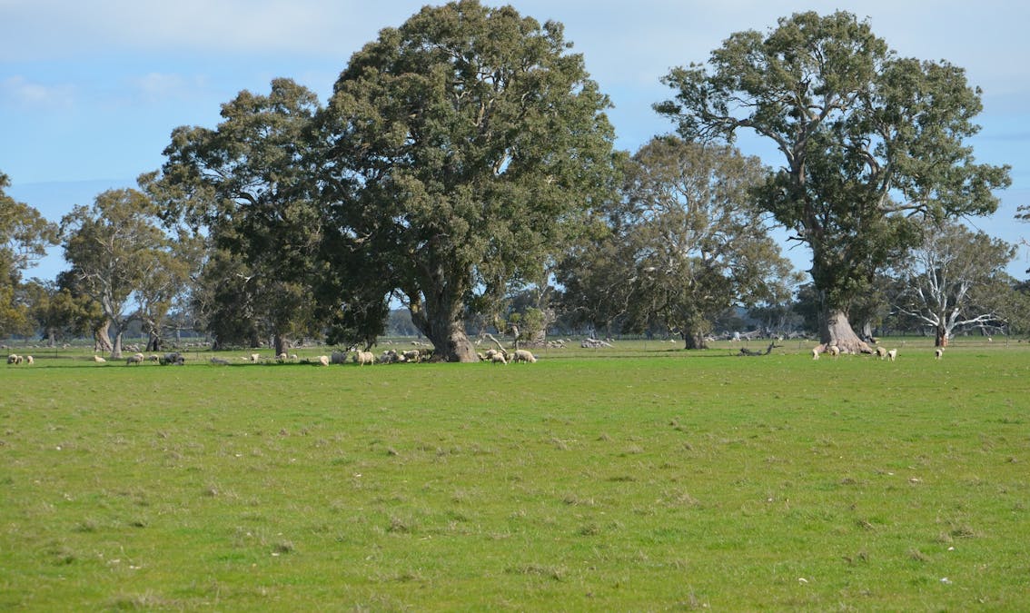 Lot 894 Mount McIntyre Road, Kalangadoo, SA, 5278 - Image 10
