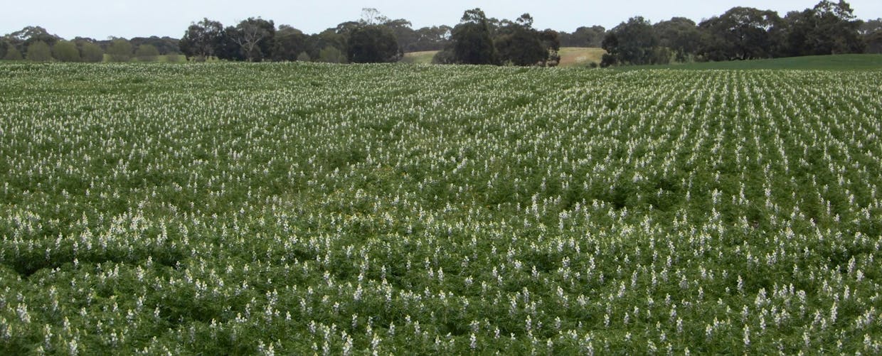 246 Cornish Road, Sherwood, SA, 5267 - Image 14