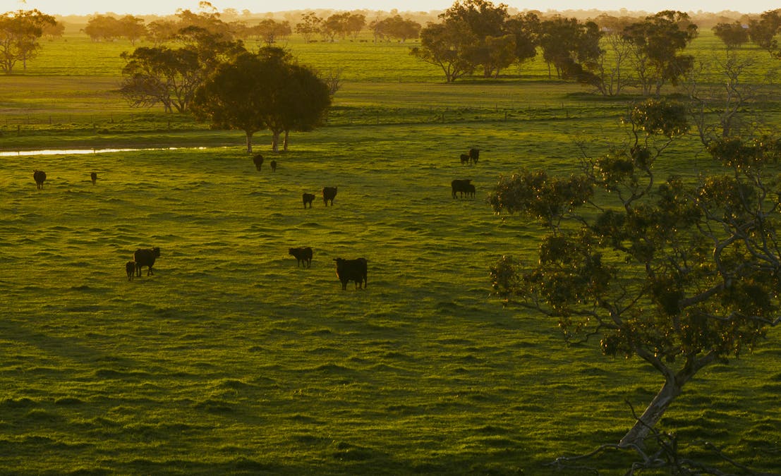 325 Maranoa Downs Road, Stewart Range, SA, 5271 - Image 30