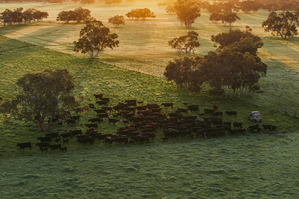 325 Maranoa Downs Road, Stewart Range, SA, 5271 - Image 31