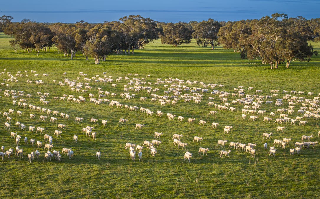 325 Maranoa Downs Road, Stewart Range, SA, 5271 - Image 5