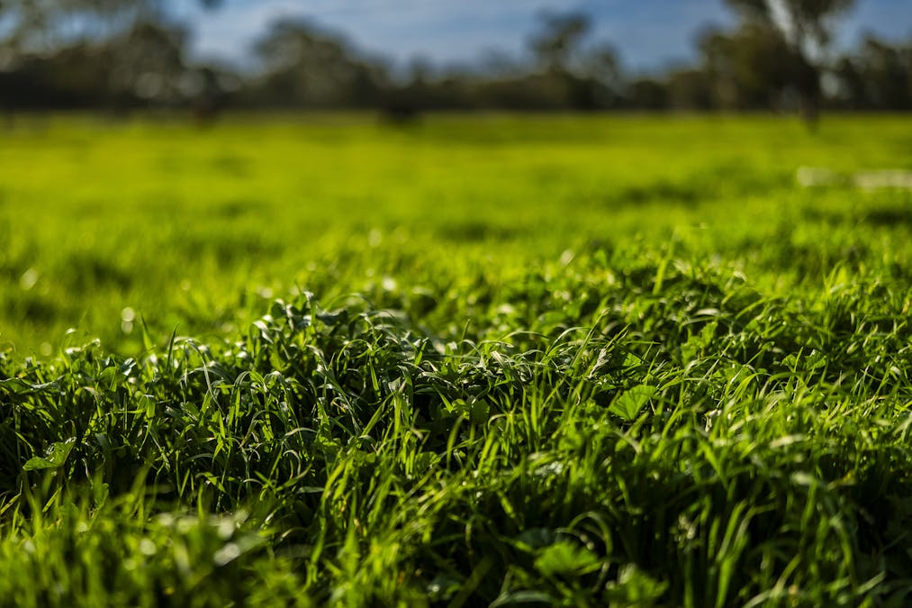 325 Maranoa Downs Road, Stewart Range, SA, 5271 - Image 19