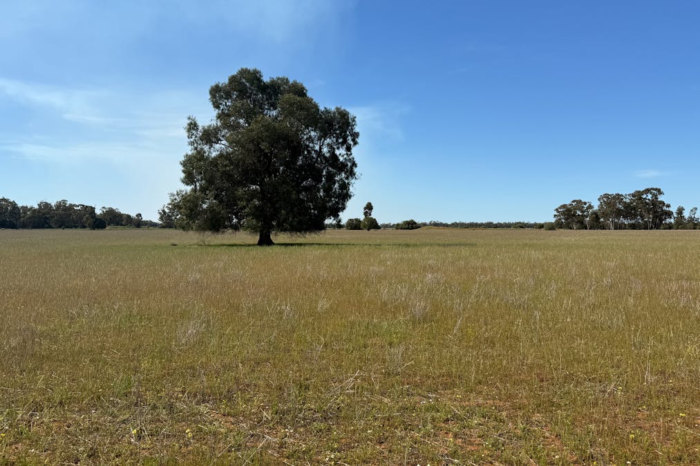 Osterley 900 Moira Vale Road, Tottenham, NSW, 2873 - Image 9