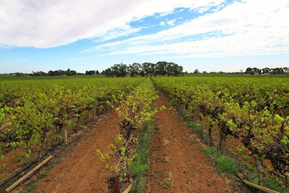 Lot 2 - 27 Thiele Road, Barmera, SA, 5345 - Image 6