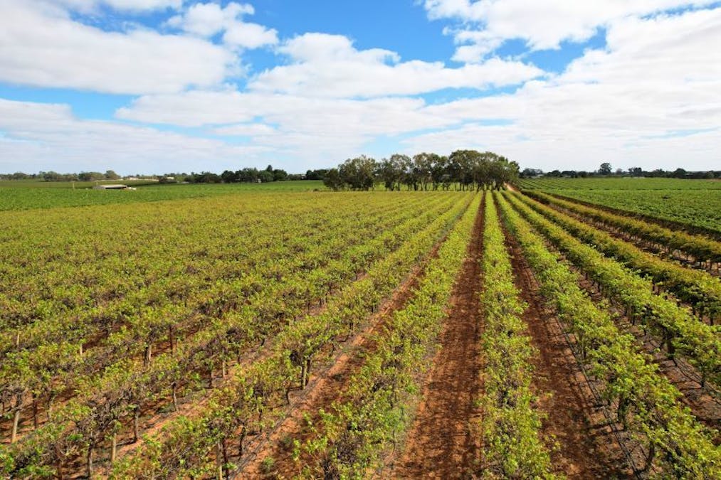 Lot 2 - 27 Thiele Road, Barmera, SA, 5345 - Image 7