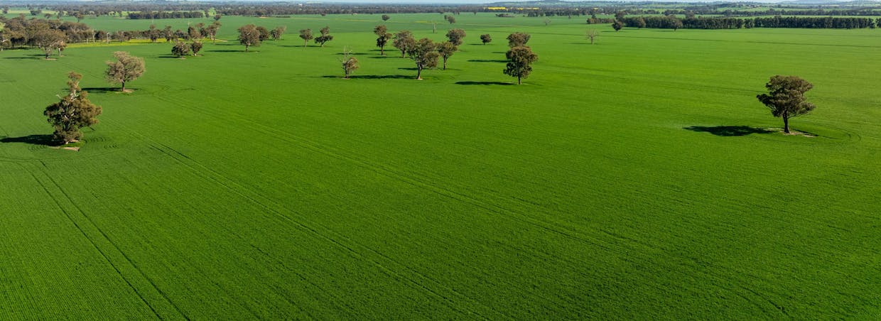 484 Merri Meric Road, Henty, NSW, 2658 - Image 2