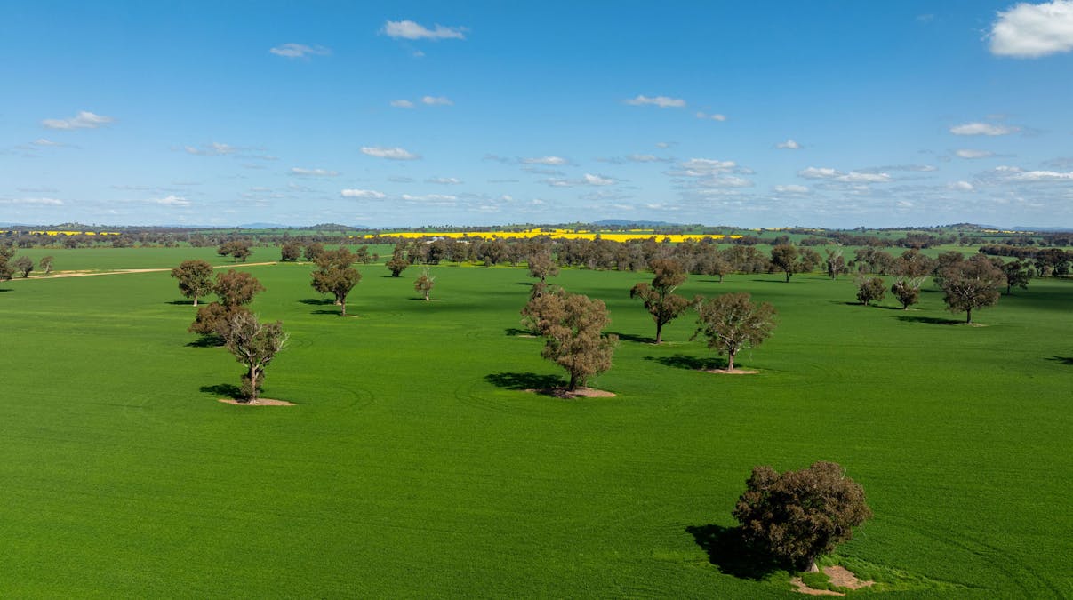 484 Merri Meric Road, Henty, NSW, 2658 - Image 20