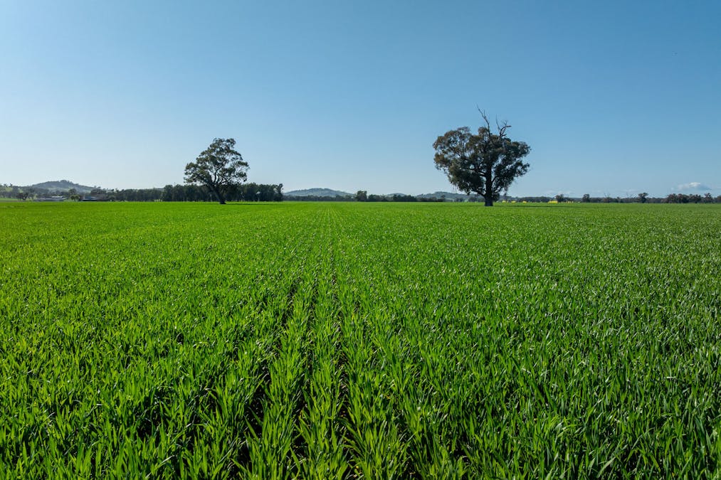 484 Merri Meric Road, Henty, NSW, 2658 - Image 26