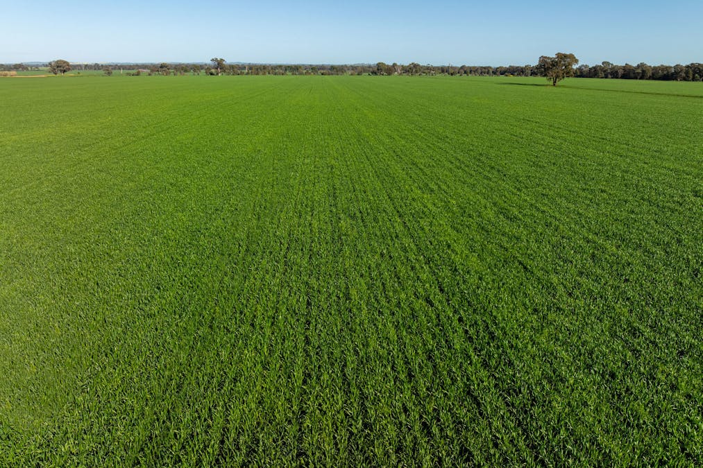 484 Merri Meric Road, Henty, NSW, 2658 - Image 27