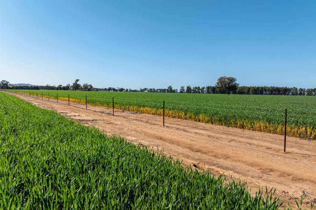 484 Merri Meric Road, Henty, NSW, 2658 - Image 16