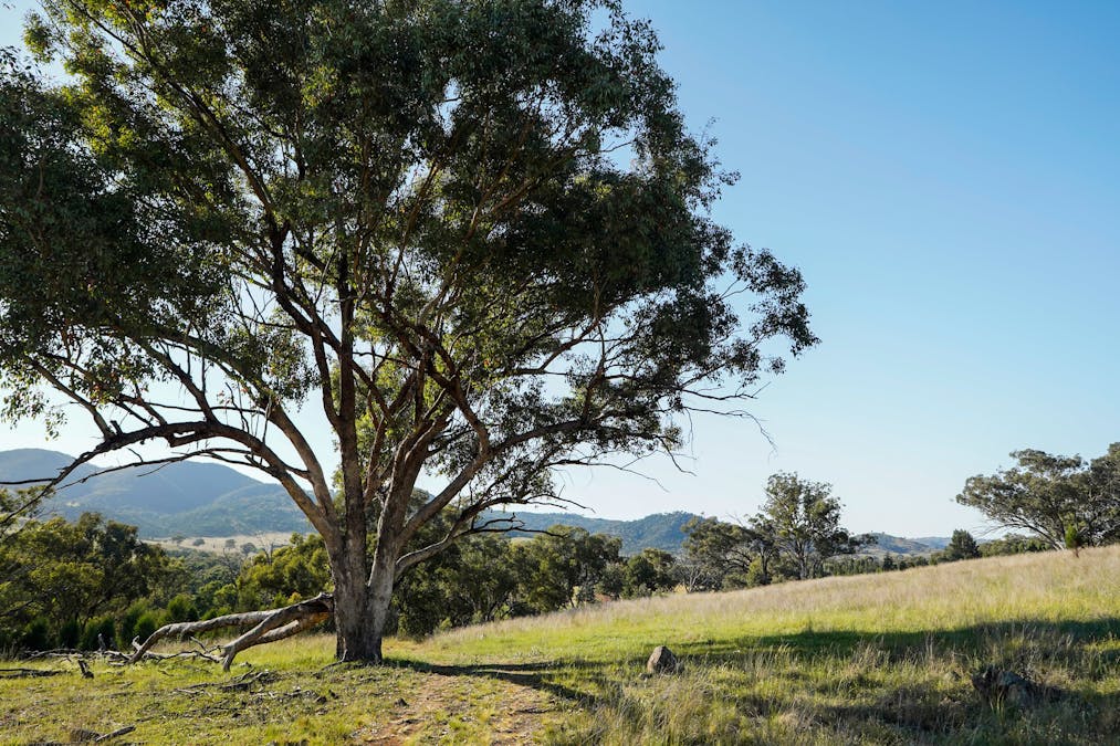 701 Yarragal Road, Yarragal, NSW, 2820 - Image 1