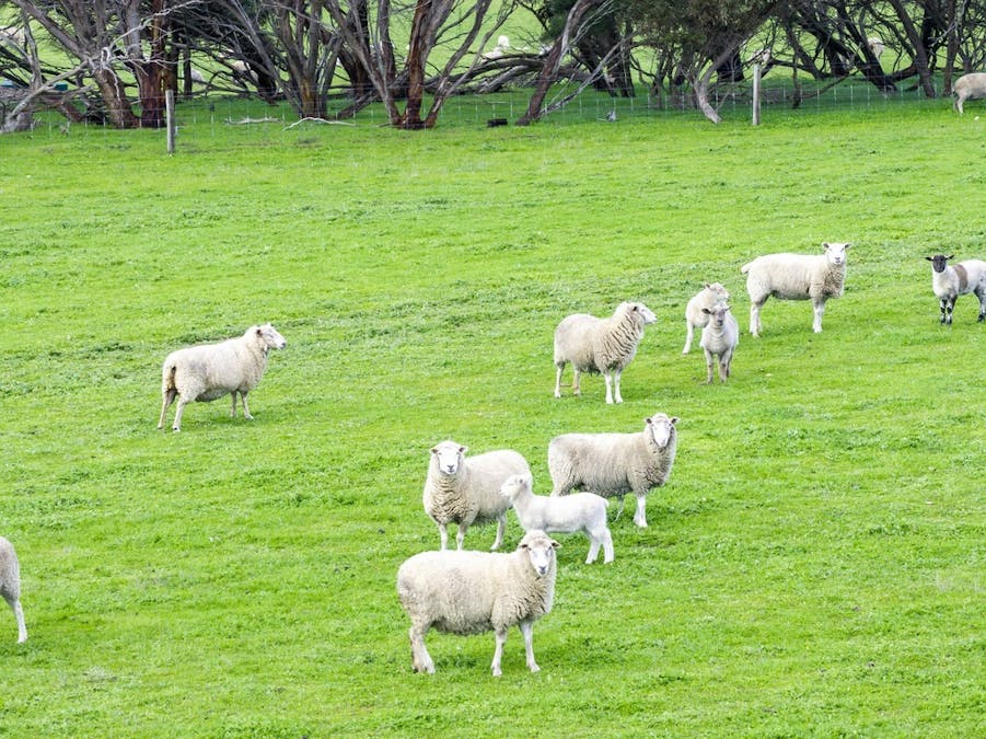 623 Three Chain Road, Haines, SA, 5223 - Image 13