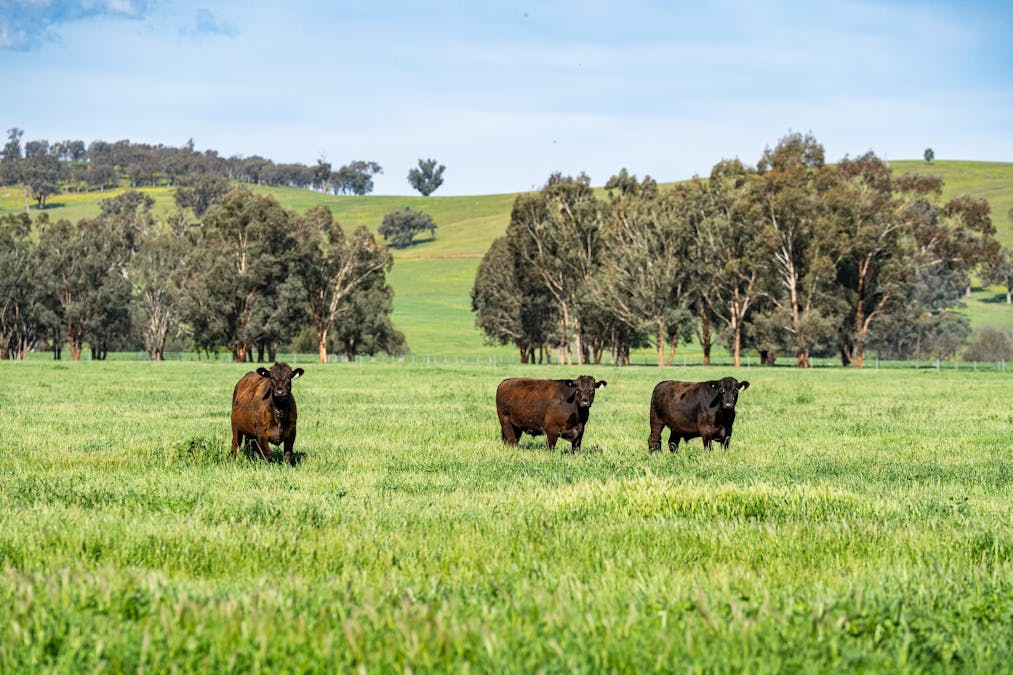 65 Methodist Road, Bungowannah, NSW, 2640 - Image 24