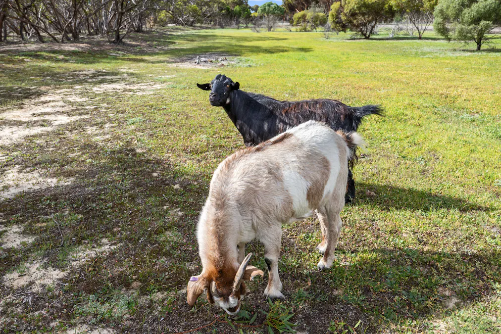 7 Bluebush Court, Murray Bridge, SA, 5253 - Image 35