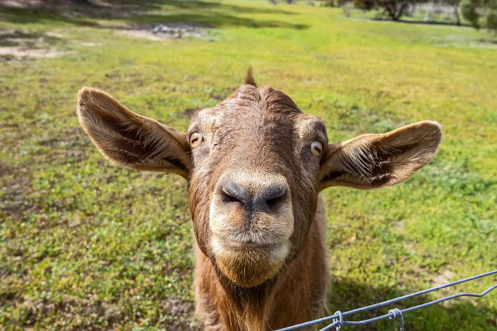 7 Bluebush Court, Murray Bridge, SA, 5253 - Image 34