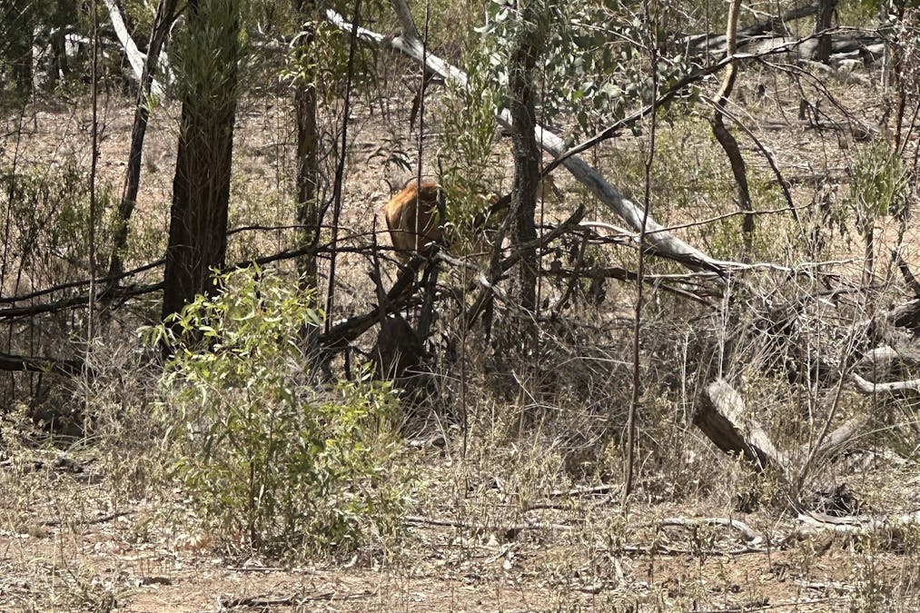 Mosquito Creek Road, Mosquito Creek, QLD, 4387 - Image 5