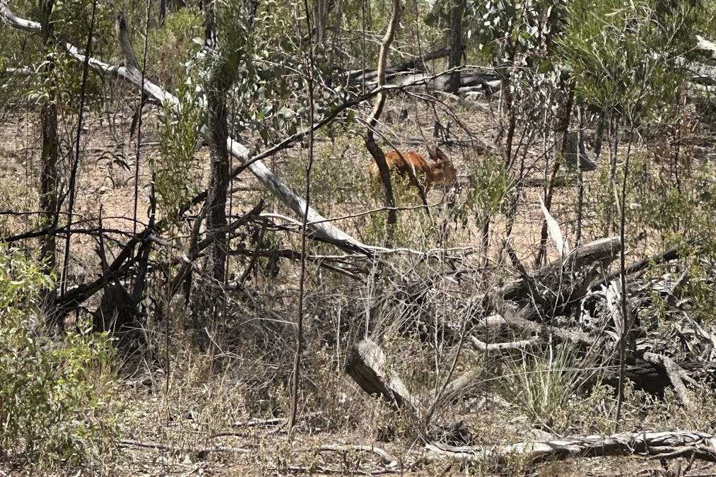 Mosquito Creek Road, Mosquito Creek, QLD, 4387 - Image 6