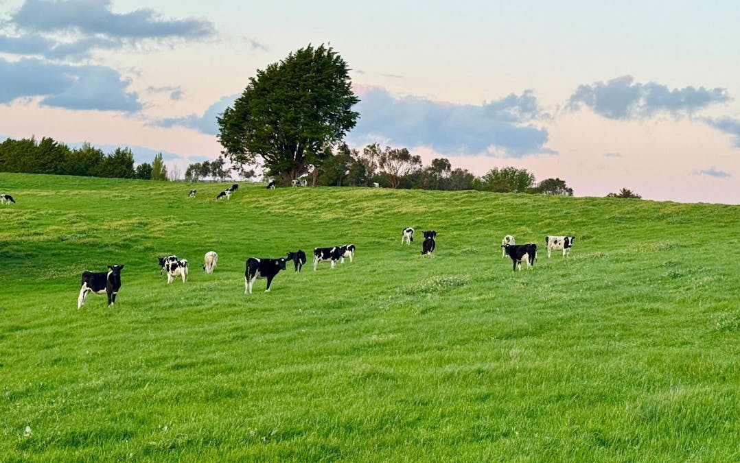 . Naroghid Road, Camperdown, VIC, 3260 - Image 4