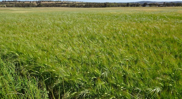 Lot 51 & 1 Boyagarra Road, Brookton, WA, 6306 - Image 1