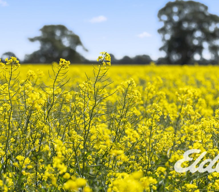 235 Clearview Road, Savernake, NSW, 2646 - Image 12