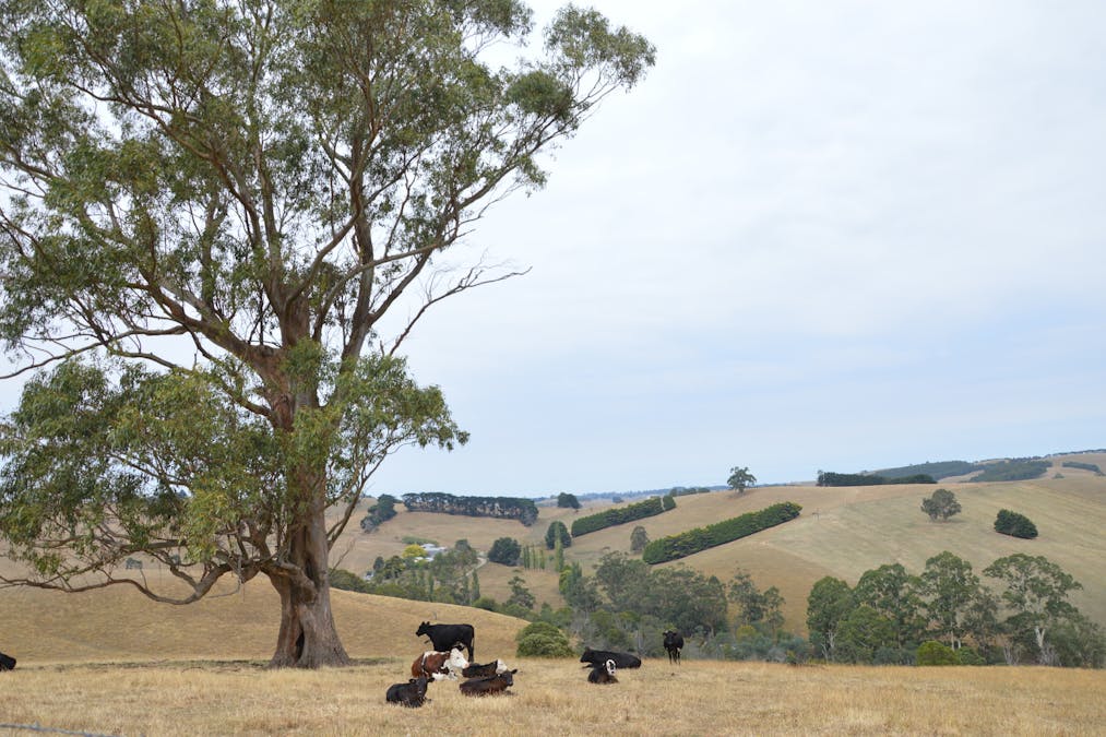 790 Soldiers Road, Poowong, VIC, 3988 - Image 4