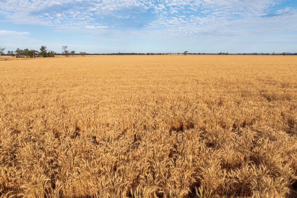 Almora 136 Murraiman Road, Teridgerie, NSW, 2829 - Image 10