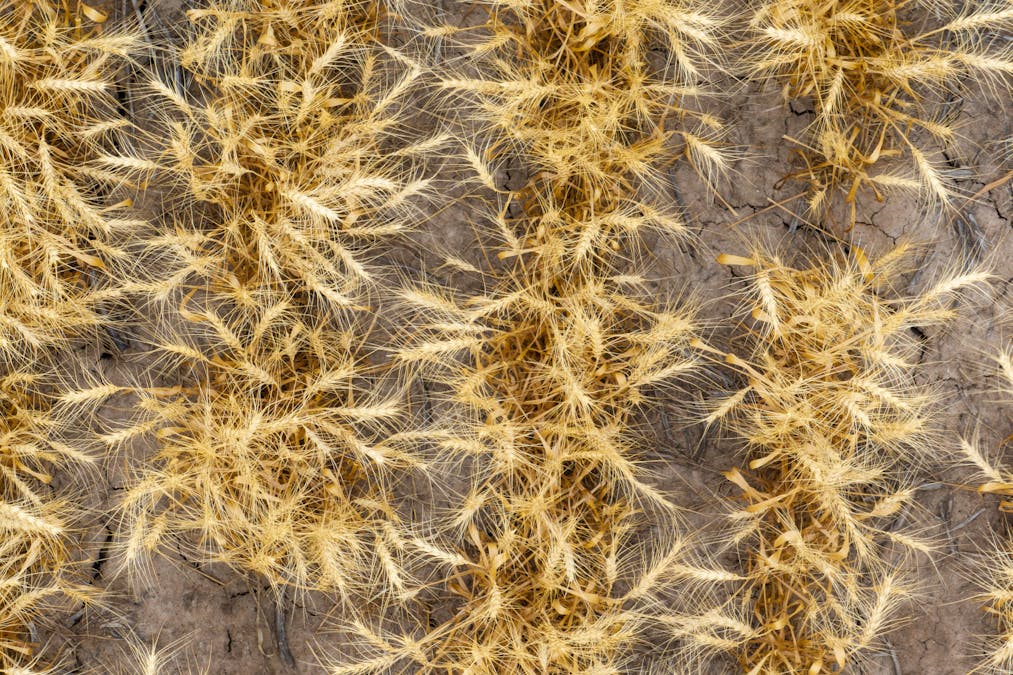 Almora 136 Murraiman Road, Teridgerie, NSW, 2829 - Image 12