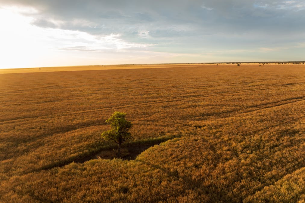 Almora 136 Murraiman Road, Teridgerie, NSW, 2829 - Image 5