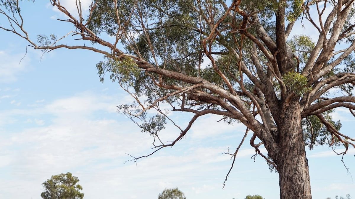 2633 Bruie Plains Road, Bruie Plains, NSW, 2875 - Image 21