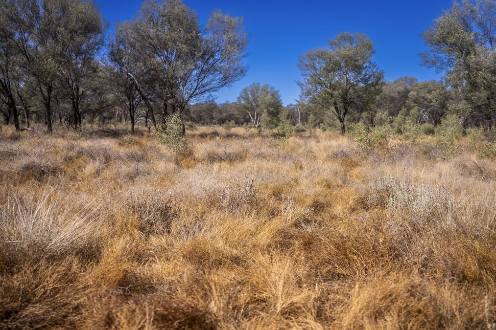 8283 Linden-Nebine Road, Nebine, QLD, 4488 - Image 10